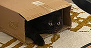 Coco is registered to the contest to win money with this photo: animal, black_cat, box, cardboard_box, cat, cozy, curious, curled, eyes, feline, floor, home, indoor, living_room, paws, pet, playful, resting, rug, whiskers