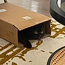 Coco is registered to the contest to win money with this photo: cat, black_cat, cardboard_box, indoor, rug, curious, pet, animal, feline, floor, home, cozy, playful, box, whiskers, eyes, paws, resting, curled, living_room