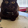cat, black_cat, wide_eyes, collar, bell, placemat, table, indoor, window_blinds, curious, pet, feline, animal, domestic, close_up, sitting, round_placemat, decorative, home, alert