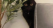 Coco joined the competition — help win amazing prizes! black_cat, cat, indoor, couch, gray_couch, plant, green_leaves, wall, beige_wall, power_outlet, curious, wide_eyes, pet, feline, peeking, hiding, home, cozy, whiskers, collar
