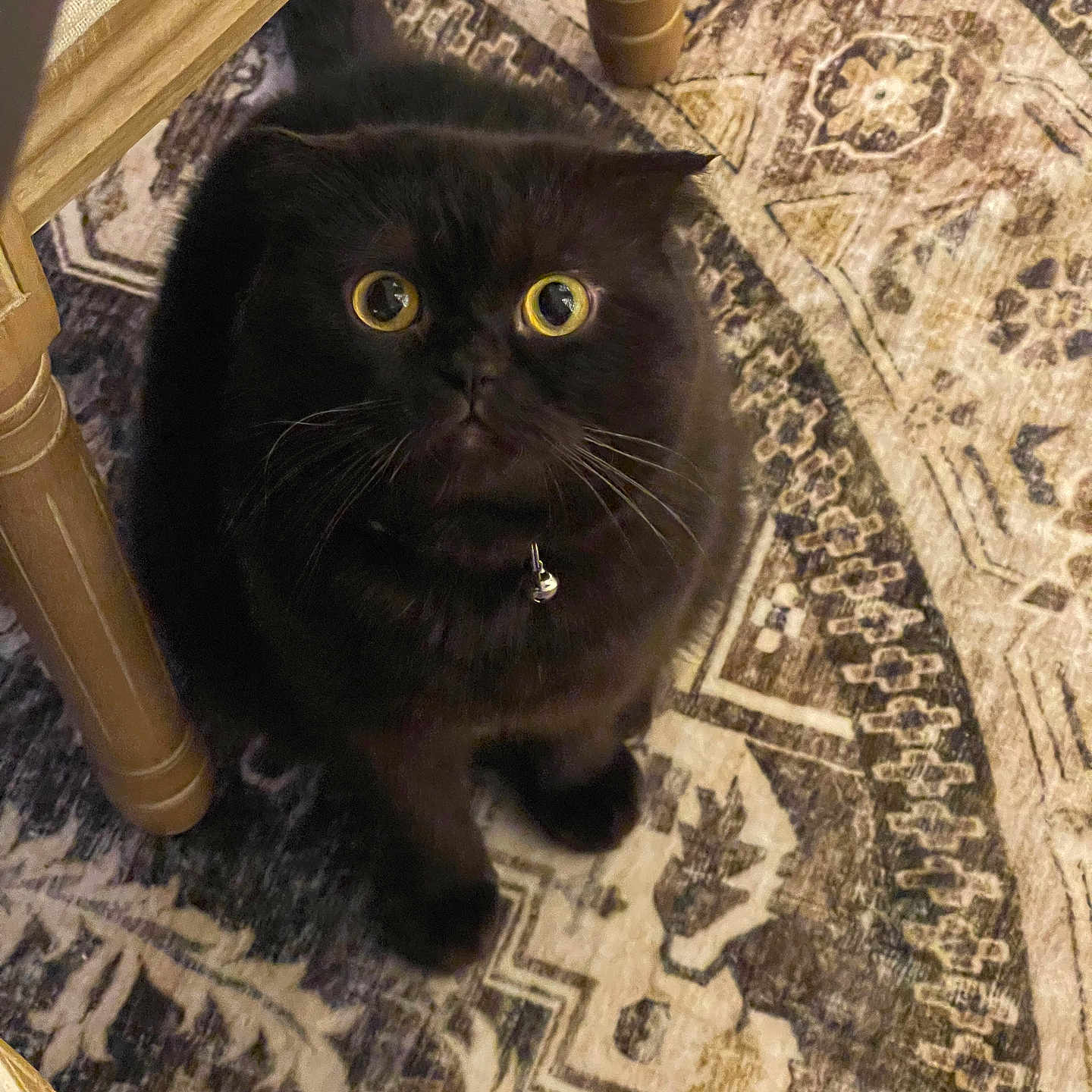 Coco