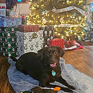 Remi joined the competition — help win amazing prizes! dog, black_dog, blanket, toy, plush_toy, christmas_tree, christmas_lights, presents, gift_wrap, wooden_floor, indoor, holiday, decorations, festive, pet, canine, relaxed, happy, animal, home