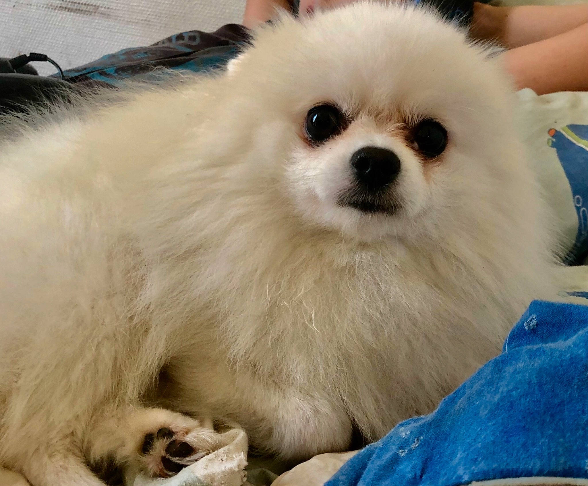 Skarlett participe au concours pour gagner de l'argent avec cette photo : canidae, carnivore, companion_dog, dog, dog_breed, german_spitz, german_spitz_klein, german_spitz_mittel, japanese_spitz, mammal, non_sporting_group, nose, pomeranian, puppy, rare_breed_dog, snout, spitz, toy_dog, vertebrate, volpino_italiano