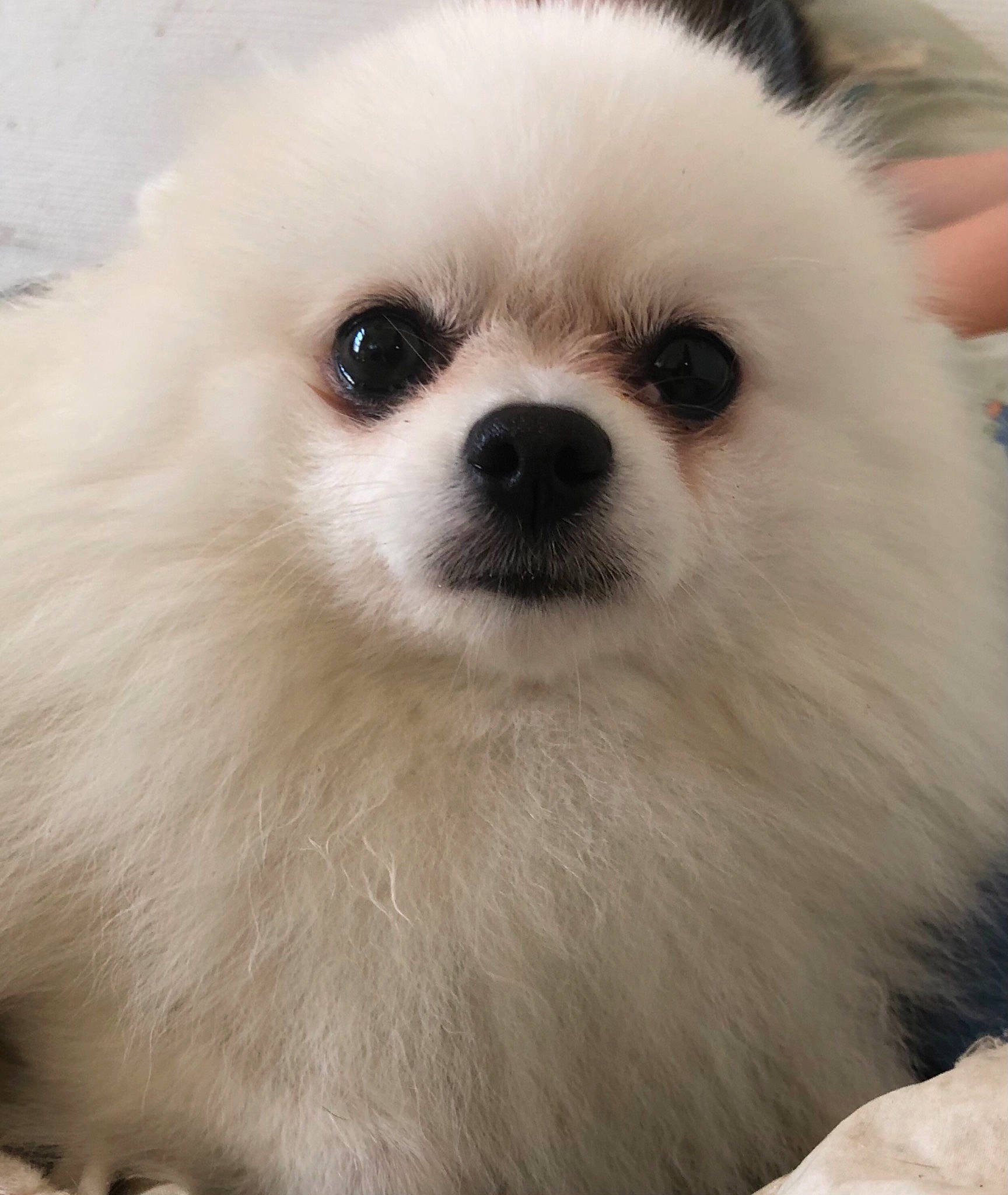 Skarlett a rejoint le concours — aidez-le/la à gagner de superbes lots ! canidae, carnivore, companion_dog, dog, dog_breed, eye, german_spitz, german_spitz_klein, german_spitz_mittel, japanese_spitz, mammal, nose, pomeranian, puppy, skin, snout, spitz, vertebrate, volpino_italiano, whiskers