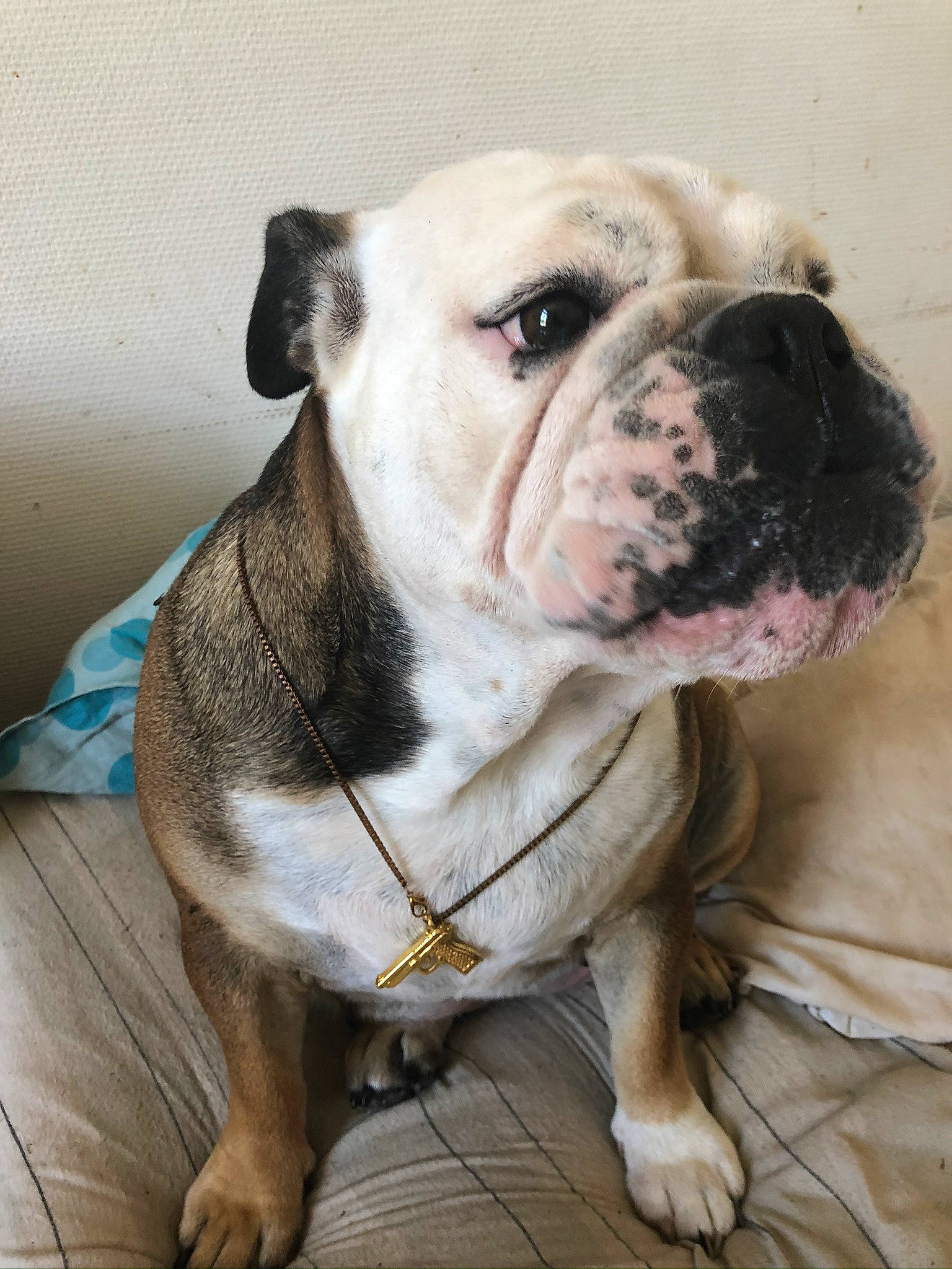 Nigma participe au concours pour gagner de l'argent avec cette photo : american_bulldog, australian_bulldog, british_bulldogs, bulldog, canidae, carnivore, companion_dog, dog, dog_breed, mammal, non_sporting_group, old_english_bulldog, olde_english_bulldogge, renascence_bulldogge, skin, snout, toy_bulldog, valley_bulldog, vertebrate, white_english_bulldog