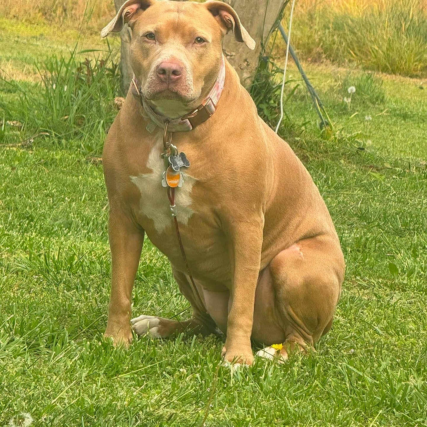 Grace is registered to the contest to win money with this photo: animal, boxer, bulldog, canine, dog, field, grass, grassland, green, herbal, lawn, nature, outdoors, pet, pitbull, plant, puppy, tree, vegetation, yard