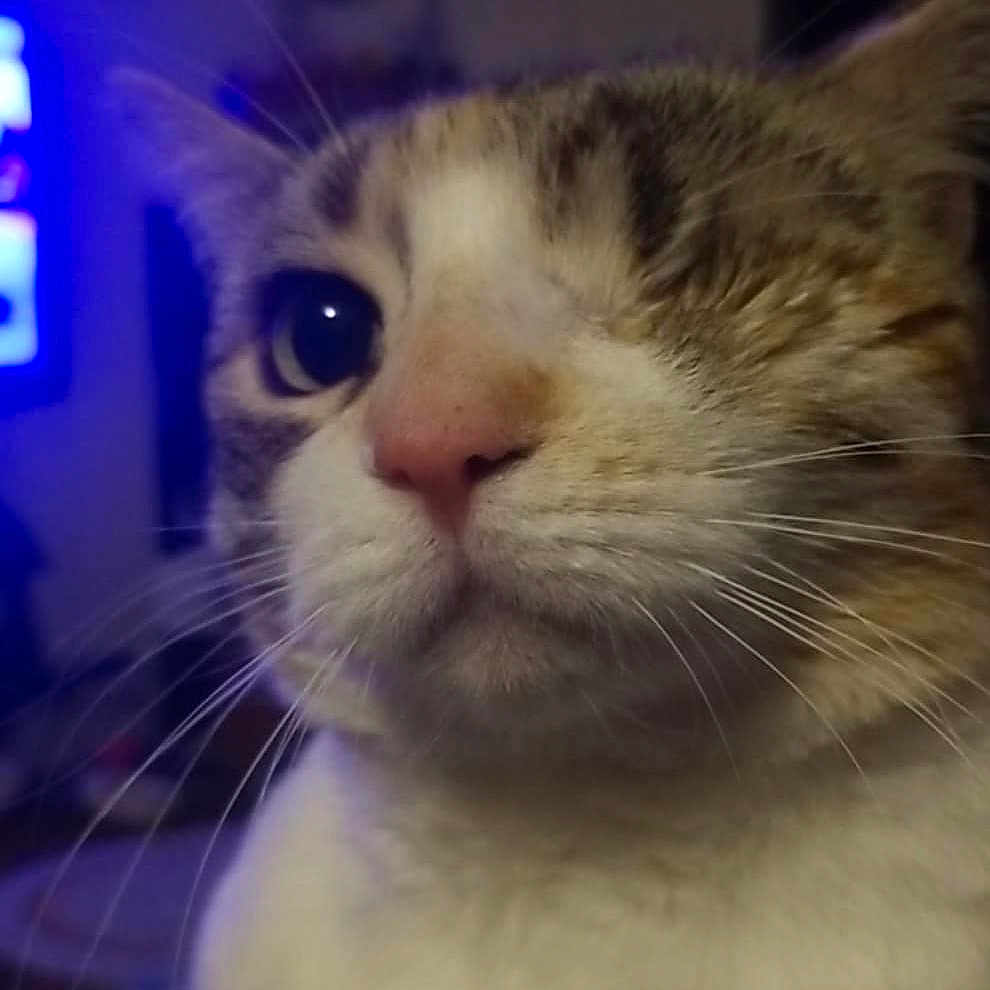 Tigeris