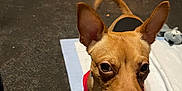 Noody joined the competition — help win amazing prizes! animal, brown_dog, canine, carpet, curious, dog, ears_up, floor, home, indoor, looking_up, open_door, pet, puppy, red_clothing, shelving, shoes, small_dog, toy, training_pad