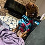 Noody joined the competition — help win amazing prizes! animal, blanket, casual, clothing, colorful, costume, couch, cozy, cute, dog, fabric, fur, hat, home, indoor, pet, portrait, relaxing, seated, small_dog
