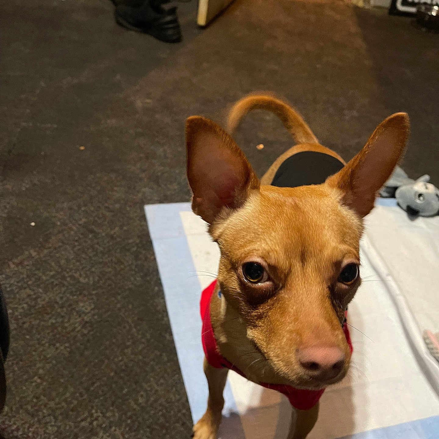 Noody is registered to the contest to win money with this photo: animal, brown_dog, canine, carpet, curious, dog, ears_up, floor, home, indoor, looking_up, open_door, pet, puppy, red_clothing, shelving, shoes, small_dog, toy, training_pad