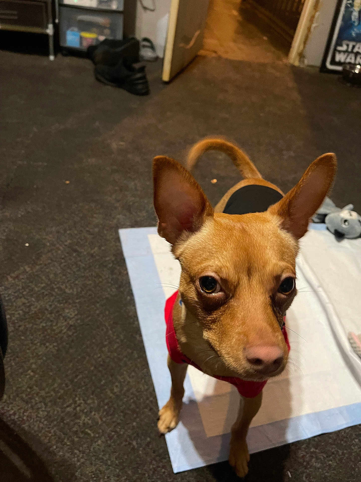 Noody is registered to the contest to win money with this photo: animal, brown_dog, canine, carpet, curious, dog, ears_up, floor, home, indoor, looking_up, open_door, pet, puppy, red_clothing, shelving, shoes, small_dog, toy, training_pad