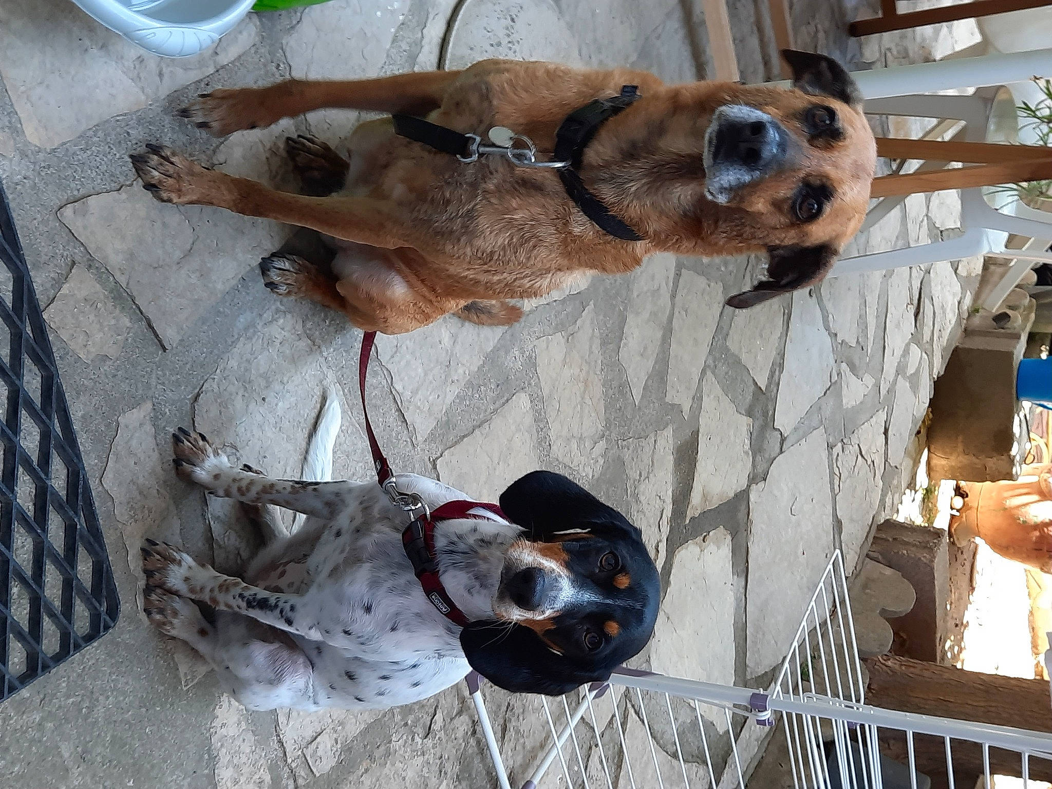 Virus participe au concours pour gagner de l'argent avec cette photo : animal_shelter, canidae, carnivore, collar, companion_dog, dog, dog_breed, dog_collar, dog_supply, eyewear, fawn, fur, leash, liver, pet_supply, snout, sporting_group, working_animal