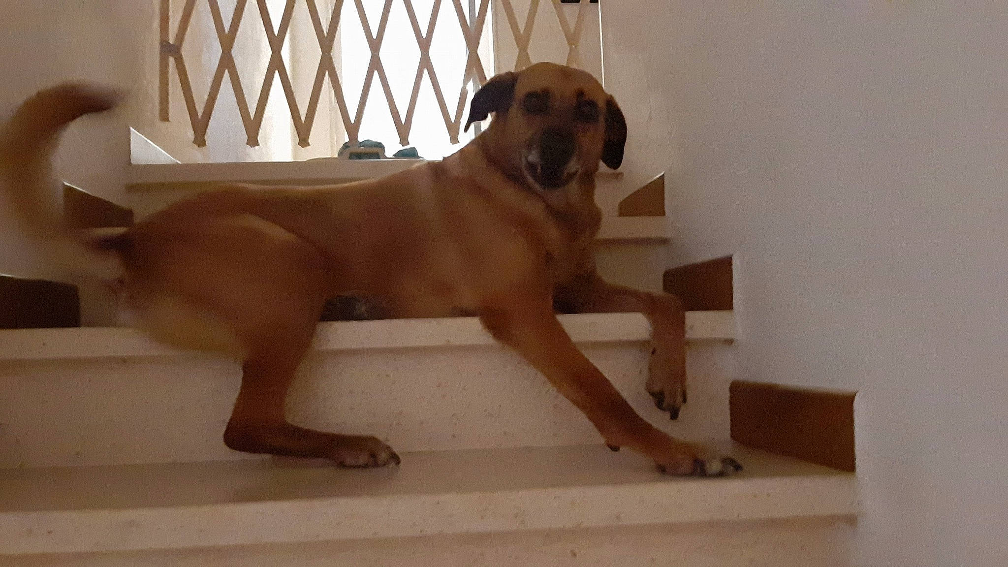 Virus participe au concours pour gagner de l'argent avec cette photo : ancient_dog_breeds, canidae, carnivore, companion_dog, dog, dog_breed, fawn, fence, flooring, hardwood, liver, non_sporting_group, pet_supply, plank, plywood, sporting_group, tail, wood, working_animal, working_dog