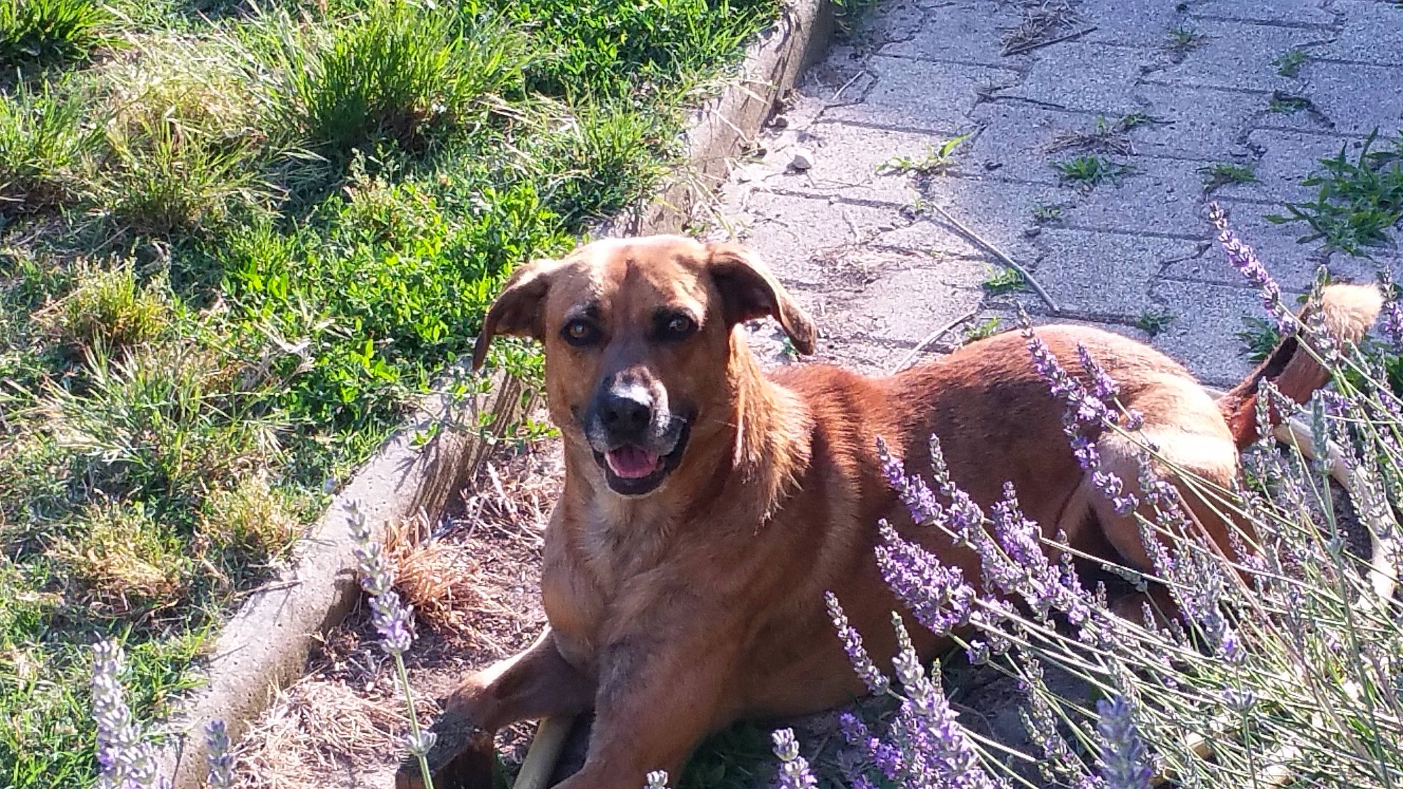 Virus a rejoint le concours — aidez-le/la à gagner de superbes lots ! canidae, carnivore, collar, companion_dog, dog, dog_breed, fawn, grass, groundcover, landscape, plant, soil, sporting_group, terrestrial_animal, working_animal, working_dog