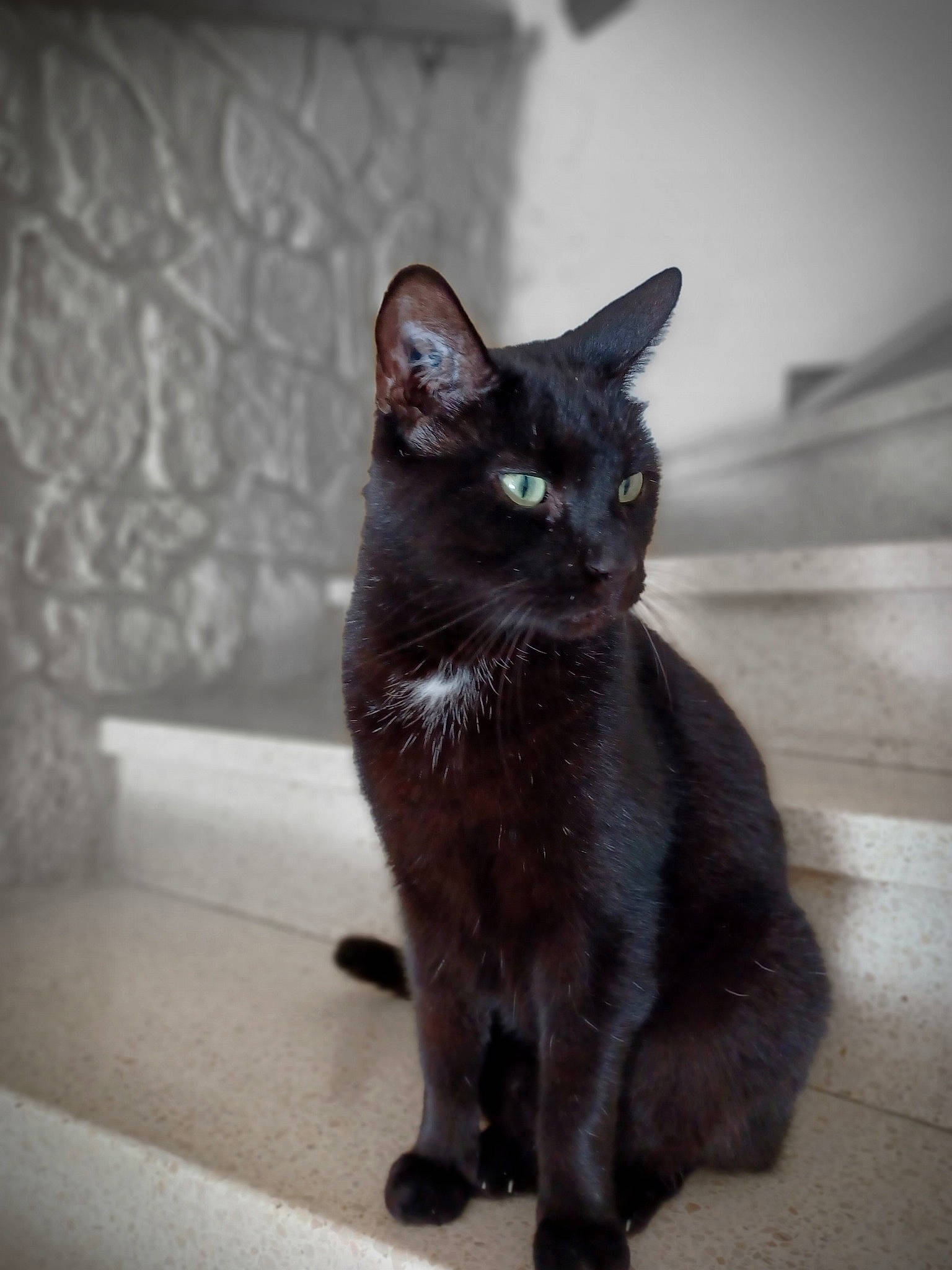 Jerry Lee participe au concours pour gagner de l'argent avec cette photo : black_cat, bombay, carnivore, cat, claw, domestic_short_haired_cat, felidae, fur, grey, havana_brown, monochrome_photography, small_to_medium_sized_cats, snout, tail, terrestrial_animal, whiskers