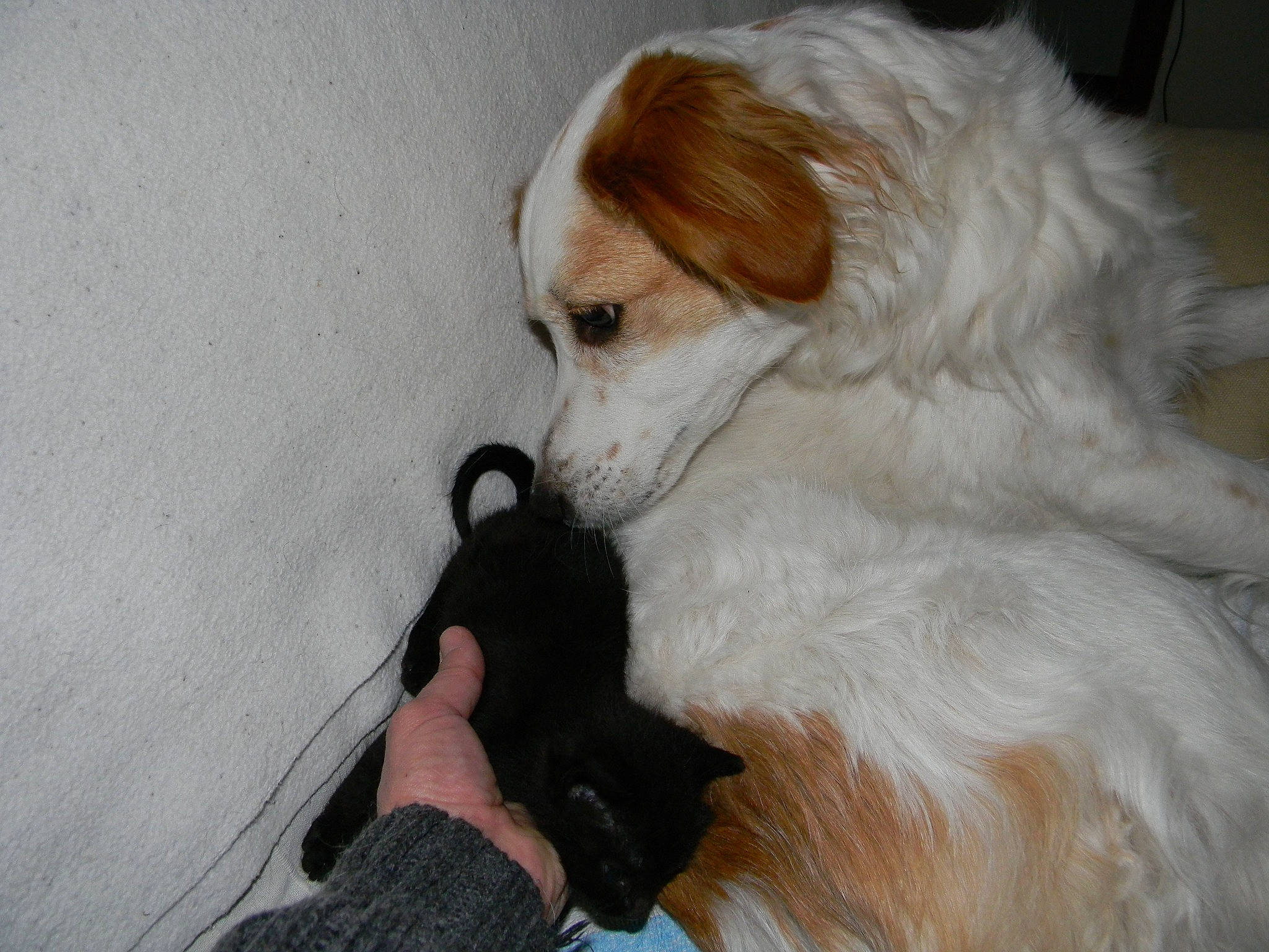 Jerry Lee participe au concours pour gagner de l'argent avec cette photo : ball, canidae, carnivore, companion_dog, dog, dog_breed, ear, fawn, fur, non_sporting_group, paw, puppy, puppy_love, snout, sporting_group, terrestrial_animal, toy_dog, whiskers