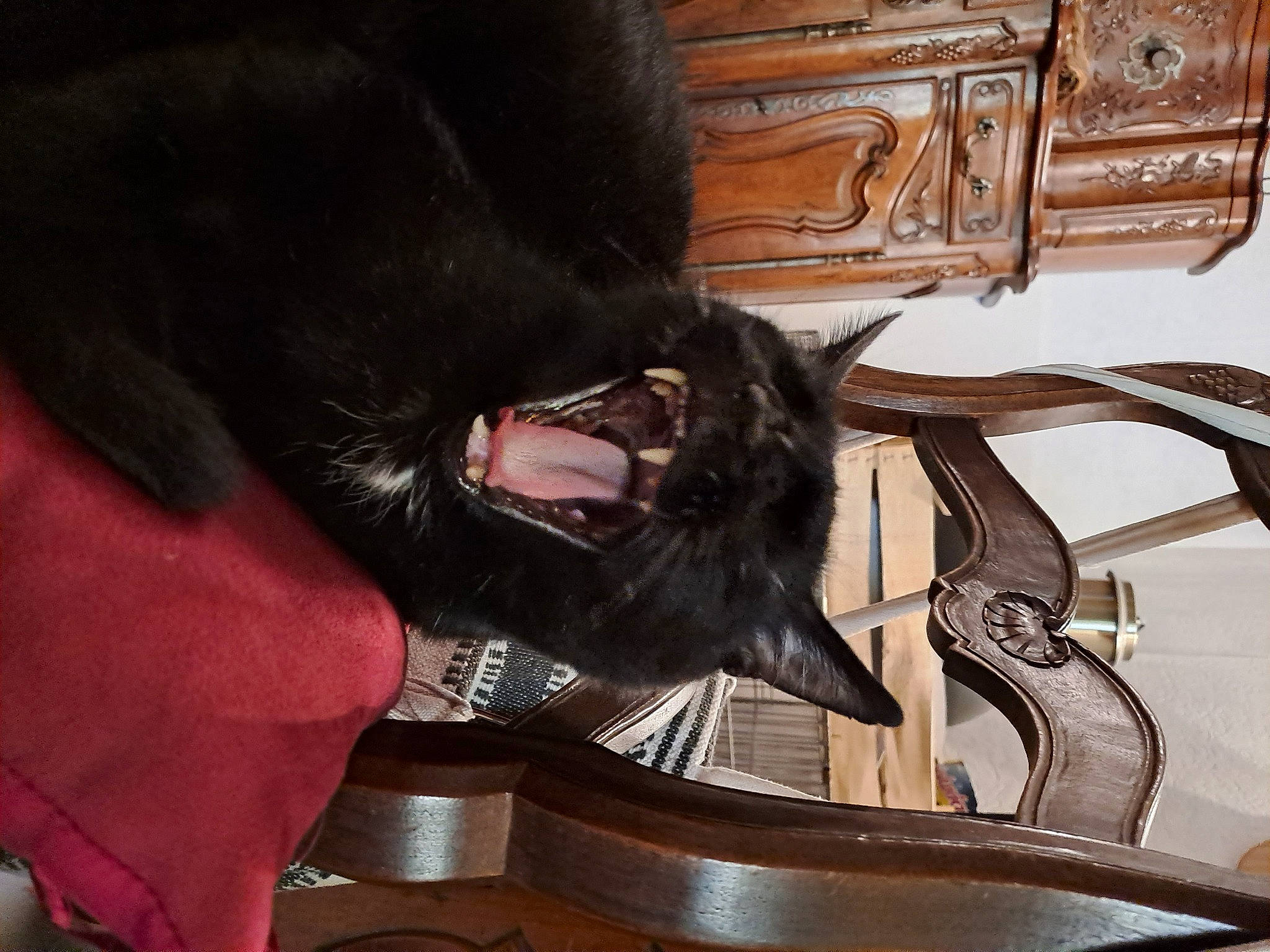 Jerry Lee participe au concours pour gagner de l'argent avec cette photo : audio_equipment, black_cat, bombay, cabinetry, carnivore, cat, cat_supply, claw, comfort, dog_breed, domestic_short_haired_cat, fang, felidae, fur, hardwood, small_to_medium_sized_cats, snout, tail, whiskers, wood