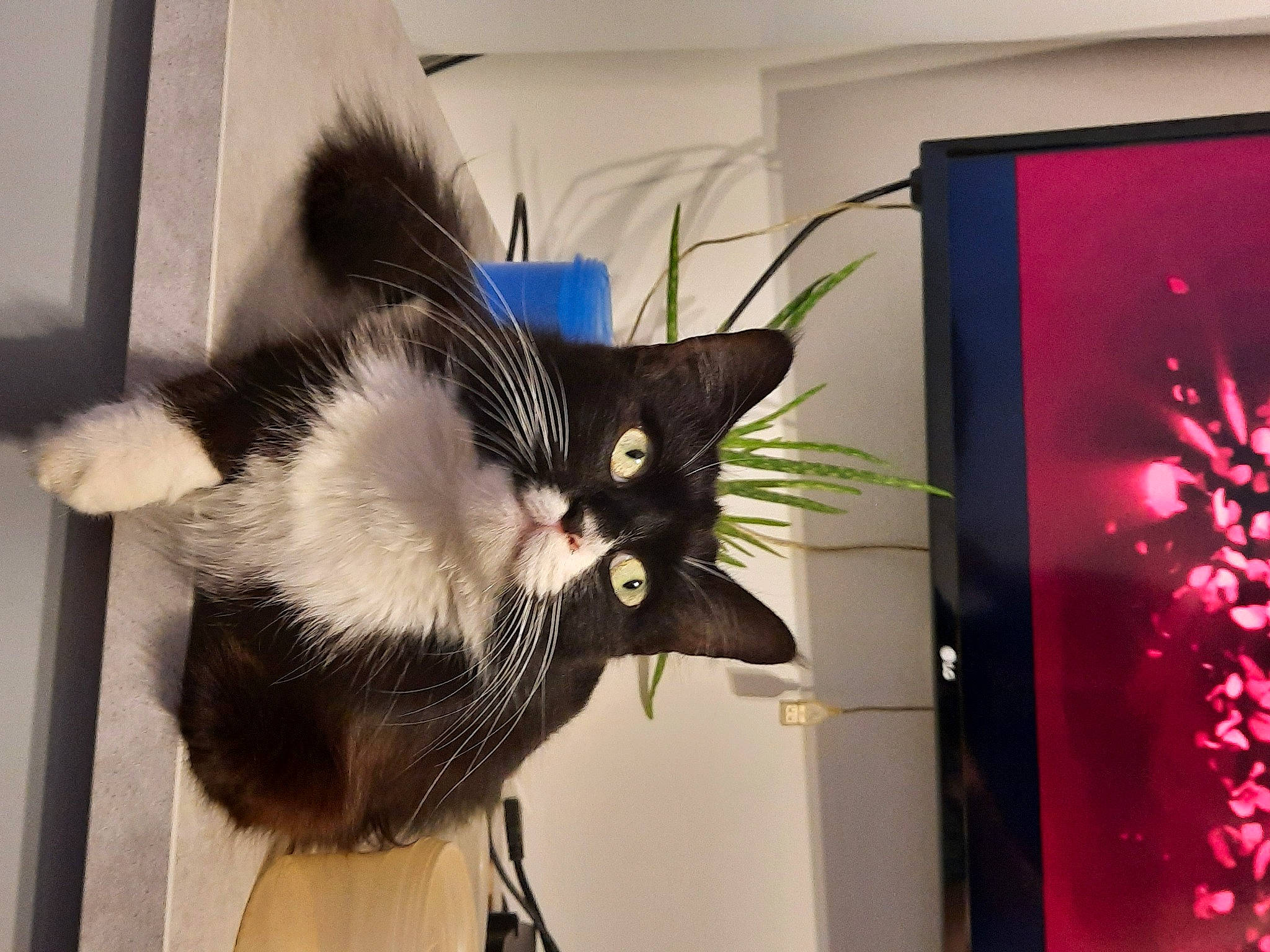 Joplin a rejoint le concours — aidez-le/la à gagner de superbes lots ! art, carnivore, cat, display_device, domestic_short_haired_cat, event, felidae, fur, magenta, picture_frame, rectangle, room, small_to_medium_sized_cats, snout, tail, visual_arts, whiskers