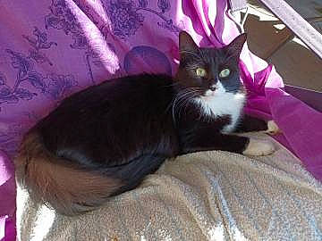 Joplin a rejoint le concours — aidez-le/la à gagner de superbes lots ! black_cat, carnivore, cat, cat_supply, comfort, domestic_short_haired_cat, felidae, fur, lap, magenta, purple, sitting, small_to_medium_sized_cats, tail, whiskers