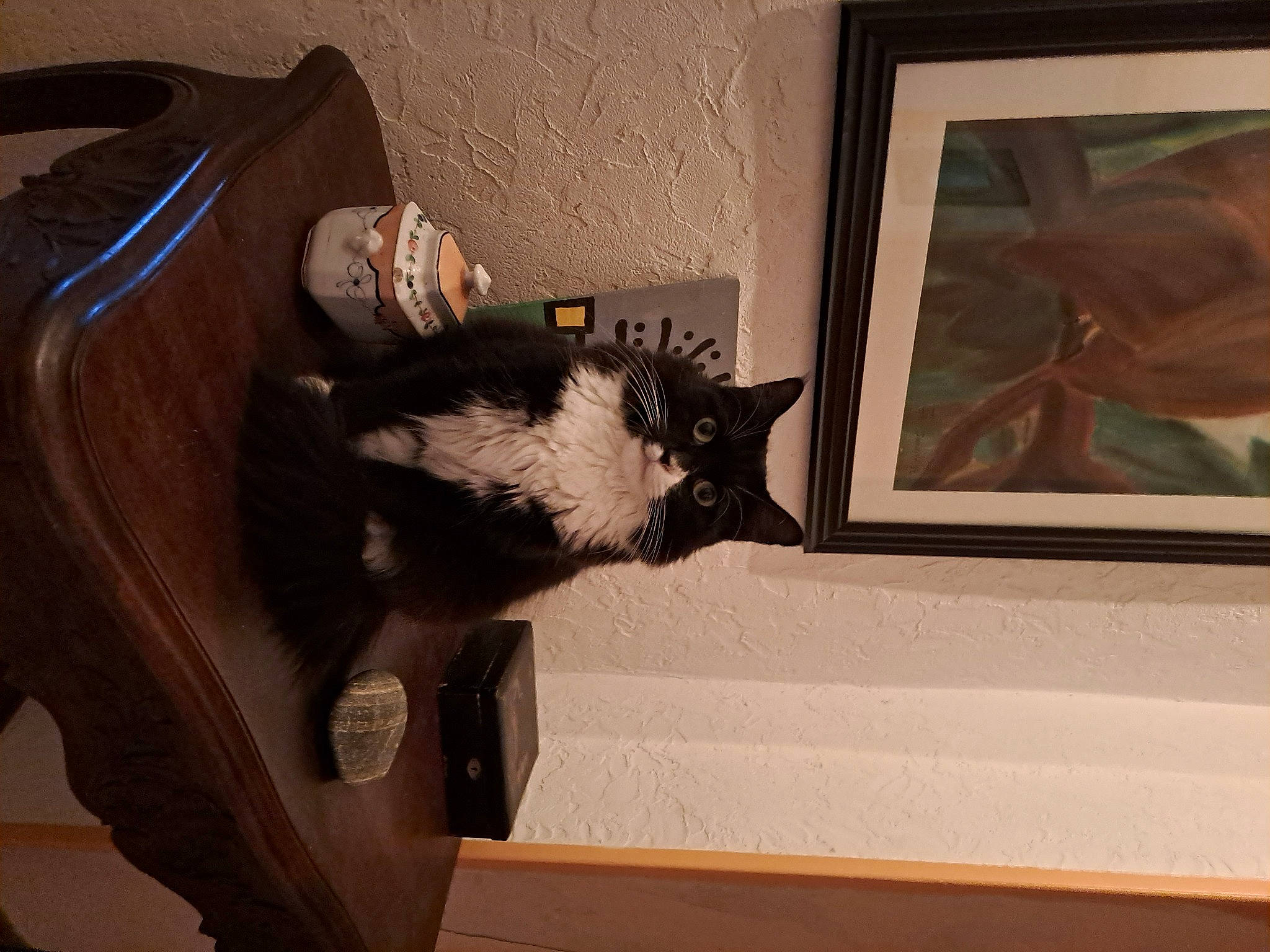 Joplin a rejoint le concours — aidez-le/la à gagner de superbes lots ! art, black_cat, brown, cat, comfort, domestic_short_haired_cat, felidae, flooring, fur, hardwood, mammal, picture_frame, room, small_to_medium_sized_cats, tail, visual_arts, whiskers, window, wood