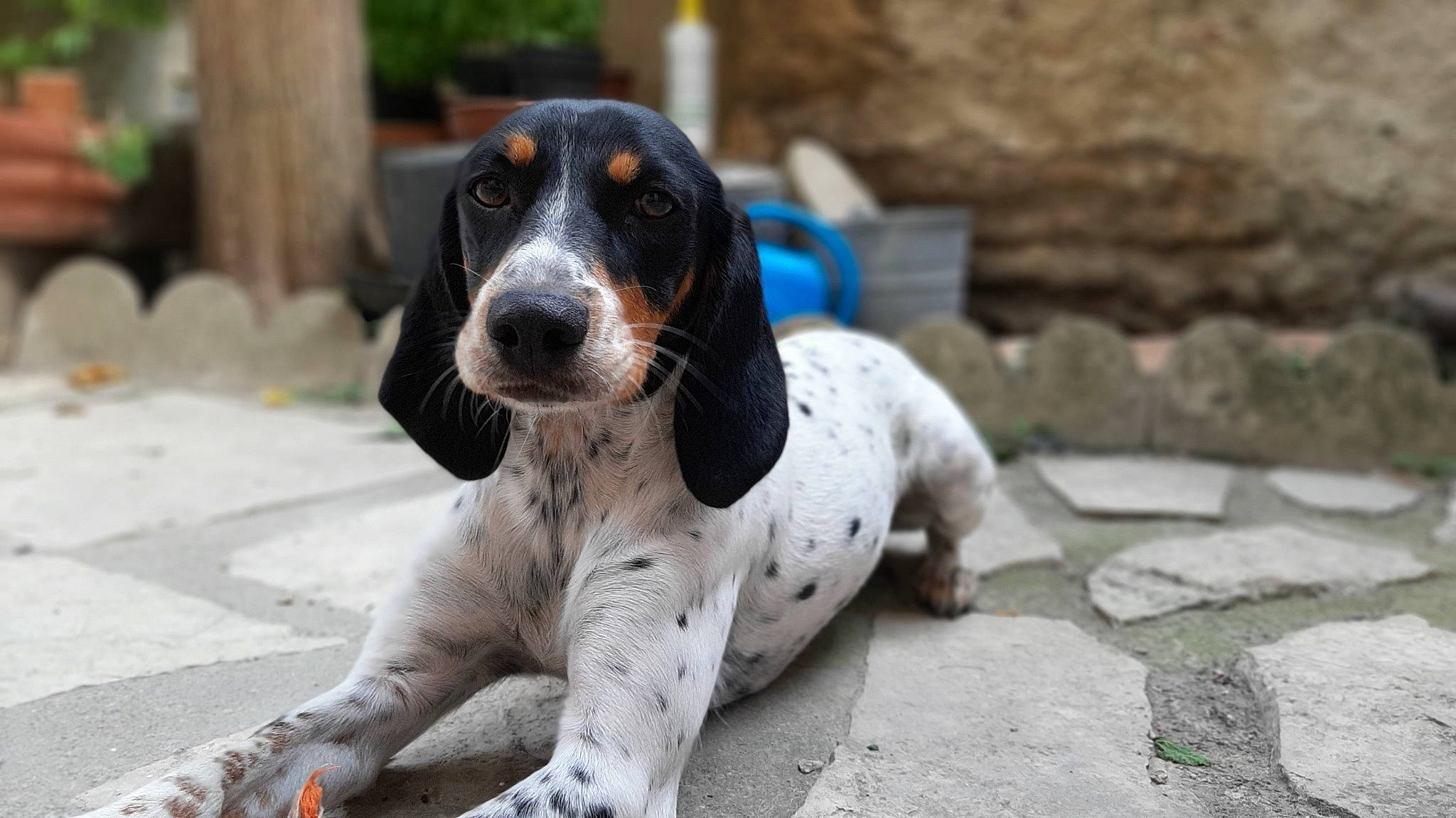 Janis participe au concours pour gagner de l'argent avec cette photo : braque_dauvergne, canidae, carnivore, companion_dog, dog, dog_breed, fur, hound, hunting_dog, paw, puppy, snout, spaniel, sporting_group, terrestrial_animal, toy_dog, whiskers, working_animal, working_dog