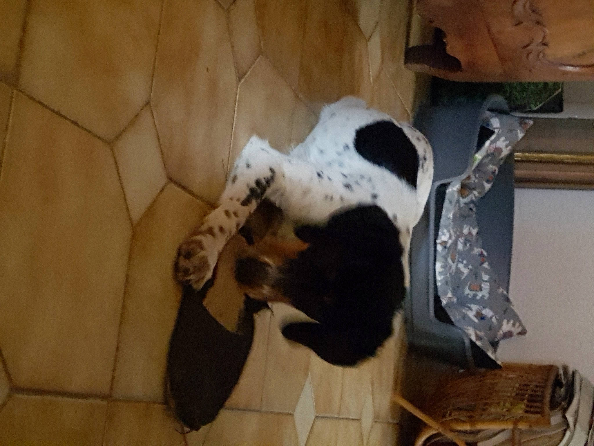 Janis a rejoint le concours — aidez-le/la à gagner de superbes lots ! canidae, carnivore, companion_dog, dog, dog_breed, fawn, felidae, floor, flooring, fur, hardwood, non_sporting_group, pet_supply, room, small_to_medium_sized_cats, snout, sporting_group, tail, whiskers, wood