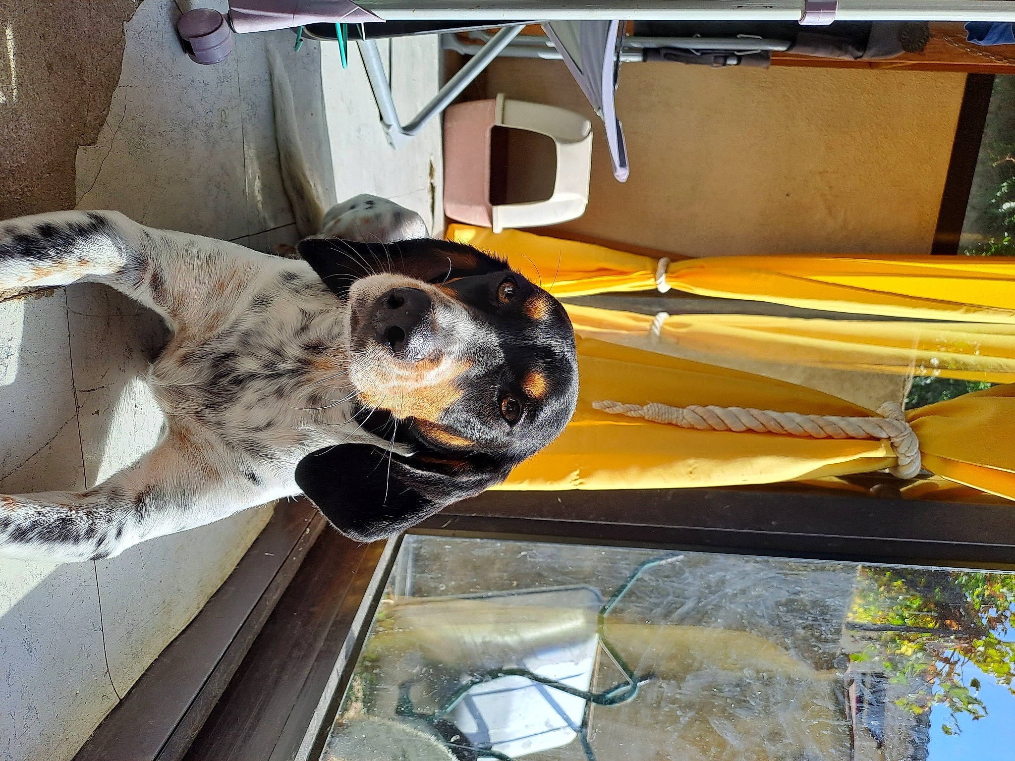 Janis participe au concours pour gagner de l'argent avec cette photo : auto_part, automotive_exterior, automotive_tire, automotive_wheel_system, bumper, carnivore, composite_material, dog, engineering, gas, glass, hood, machine, metal, motor_vehicle, steel, vehicle, vehicle_door, windshield, wood