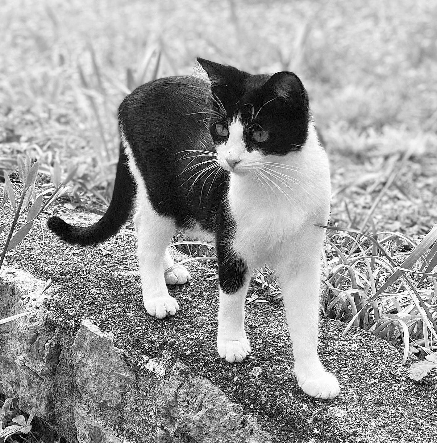 Tina participe au concours pour gagner de l'argent avec cette photo : black_and_white, black_cat, carnivore, cat, eye, felidae, grass, human_leg, monochrome, monochrome_photography, paw, plant, small_to_medium_sized_cats, snout, style, tail, terrestrial_animal, tree, water, whiskers