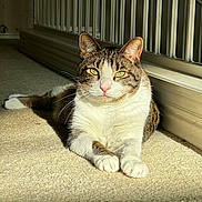 Leo joined the competition — help win amazing prizes! cat, tabby_cat, indoor, sunlight, carpet, relaxed, pet, feline, green_eyes, whiskers, paws, resting, domestic_cat, animal, mammal, closeup, portrait, striped, white_paws, calm