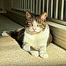 cat, tabby_cat, indoor, sunlight, carpet, relaxed, pet, feline, green_eyes, whiskers, paws, resting, domestic_cat, animal, mammal, closeup, portrait, striped, white_paws, calm