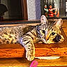 cat, tabby, pet, animal, feline, whiskers, green_eyes, striped_fur, lying_down, relaxed, paw, wooden_table, wood_floor, indoor, home, bookshelf, toys, pink_toy, superhero_figures, portrait