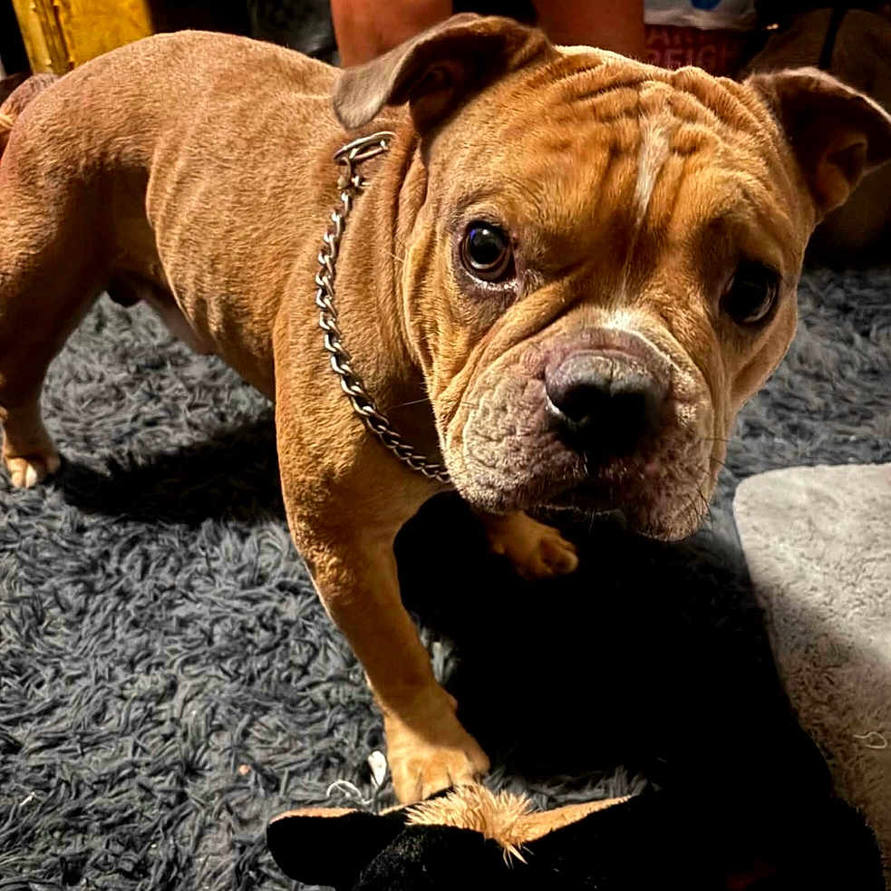 Mugzy