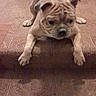 Mugzy is registered to the contest to win money with this photo: dog, bulldog, puppy, pet, animal, wrinkled_face, brown_dog, collar, harness, sitting, stairs, carpet, indoor, home, front_facing, paws, short_nose, cute, funny, portrait