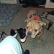 Mugzy is registered to the contest to win money with this photo: dog, bulldog, pet, animal, harness, collar, sitting, carpet, indoor, home, portrait, face, eyes, wrinkles, brown_dog, shoes, handbag, bedding, shelves, photography