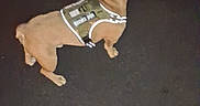 Mugzy joined the competition — help win amazing prizes! dog, small_dog, tan_dog, pet, animal, harness, reflective_harness, standing, side_view, back_view, short_hair, floppy_ears, wrinkled_face, indoor, dark_floor, low_light, blurry, grainy, canine, companion_animal