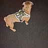 dog, small_dog, tan_dog, pet, animal, harness, reflective_harness, standing, side_view, back_view, short_hair, floppy_ears, wrinkled_face, indoor, dark_floor, low_light, blurry, grainy, canine, companion_animal