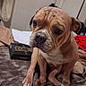 Mugzy is registered to the contest to win money with this photo: dog, bulldog, pet, animal, sitting, portrait, wrinkles, muzzle, brown_and_white, floppy_ears, large_eyes, indoors, bed, blanket, bedroom, cozy, box, clothing, close_up, photography