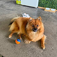 Cookie participe au concours pour gagner de l'argent avec cette photo : dog, fluffy, orange, toy, ball, concrete_floor, indoor, pet_bowls, fridge, green_wall, plush_toy, happy, laying_down, pet, animal, furniture, cozy, floor_texture, domestic, cute
