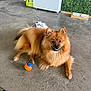 dog, fluffy, orange, toy, ball, concrete_floor, indoor, pet_bowls, fridge, green_wall, plush_toy, happy, laying_down, pet, animal, furniture, cozy, floor_texture, domestic, cute