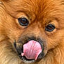 Cookie a rejoint le concours — aidez-le/la à gagner de superbes lots ! dog, close_up, tongue_out, fluffy, cute, pet, animal, golden_fur, face, expression, whiskers, snout, adorable, muzzle, canine, portrait, fur_texture, tongue, eyes, playful