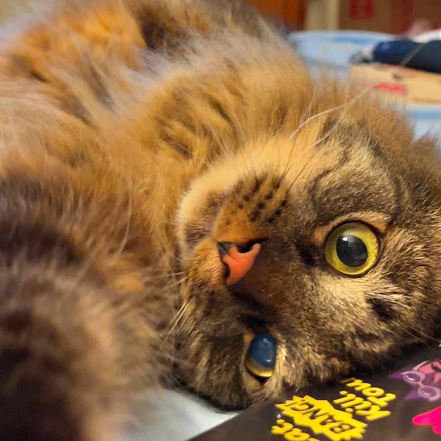 Bobinski joined the competition — help win amazing prizes! animal, book, cat, close_up, cozy, curious, domestic, feline, fur, indoor, lying_down, mammal, nose, pet, portrait, relaxed, soft, tabby, whiskers, yellow_eyes