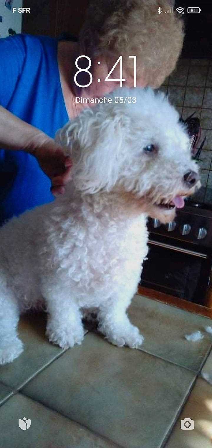 Fiona participe au concours pour gagner de l'argent avec cette photo : bichon, canidae, carnivore, companion_dog, dog, dog_breed, dog_collar, fur, labradoodle, maltepoo, non_sporting_group, poodle, poodle_crossbreed, small_terrier, sporting_group, sunglasses, terrier, toy_dog, water_dog, working_animal