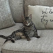 Pepper joined the competition — help win amazing prizes! cat, couch, cozy, curious, cute, domestic_animal, feline, fur, gray, home, indoor, living_room, pet, pillows, relaxed, resting, sitting, striped, tabby, whiskers