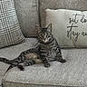 cat, couch, cozy, curious, cute, domestic_animal, feline, fur, gray, home, indoor, living_room, pet, pillows, relaxed, resting, sitting, striped, tabby, whiskers