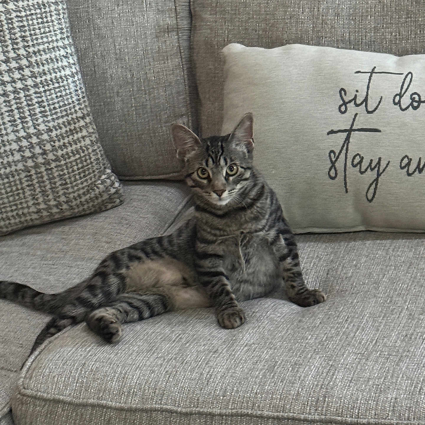 Pepper joined the competition — help win amazing prizes! cat, couch, cozy, curious, cute, domestic_animal, feline, fur, gray, home, indoor, living_room, pet, pillows, relaxed, resting, sitting, striped, tabby, whiskers