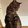 Pepper is registered to the contest to win money with this photo: cat, tabby, indoor, pet, animal, feline, curious, appliance, looking_down, fur, striped, whiskers, ears, home, wood_trim, ceiling, texture, brown, black, domestic