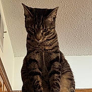 Pepper joined the competition — help win amazing prizes! cat, tabby_cat, indoor, pet, animal, feline, looking_down, fur, ears, whiskers, close_up, portrait, household, wooden_cabinet, ceiling, texture, serious_expression, sitting, domestic_cat, curious