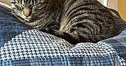 Pepper joined the competition — help win amazing prizes! blue, cat, comfort, cozy, cushion, domestic_animal, ears, fur, indoor, nap, pattern, peaceful, pet, quilt, resting, sleeping, striped, tabby_cat, whiskers, wooden_wall
