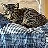 cat, tabby_cat, sleeping, quilt, blue, pattern, striped, fur, pet, indoor, cozy, resting, ears, whiskers, wooden_wall, cushion, comfort, nap, peaceful, domestic_animal