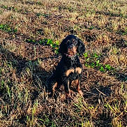 Bali participe au concours pour gagner de l'argent avec cette photo : dog, black_and_tan, sitting, outdoor, field, grass, countryside, landscape, blue_sky, sunlight, portrait, pet, animal, collar, floppy_ears, looking_at_camera, rural, nature, dry_grass, clear_weather